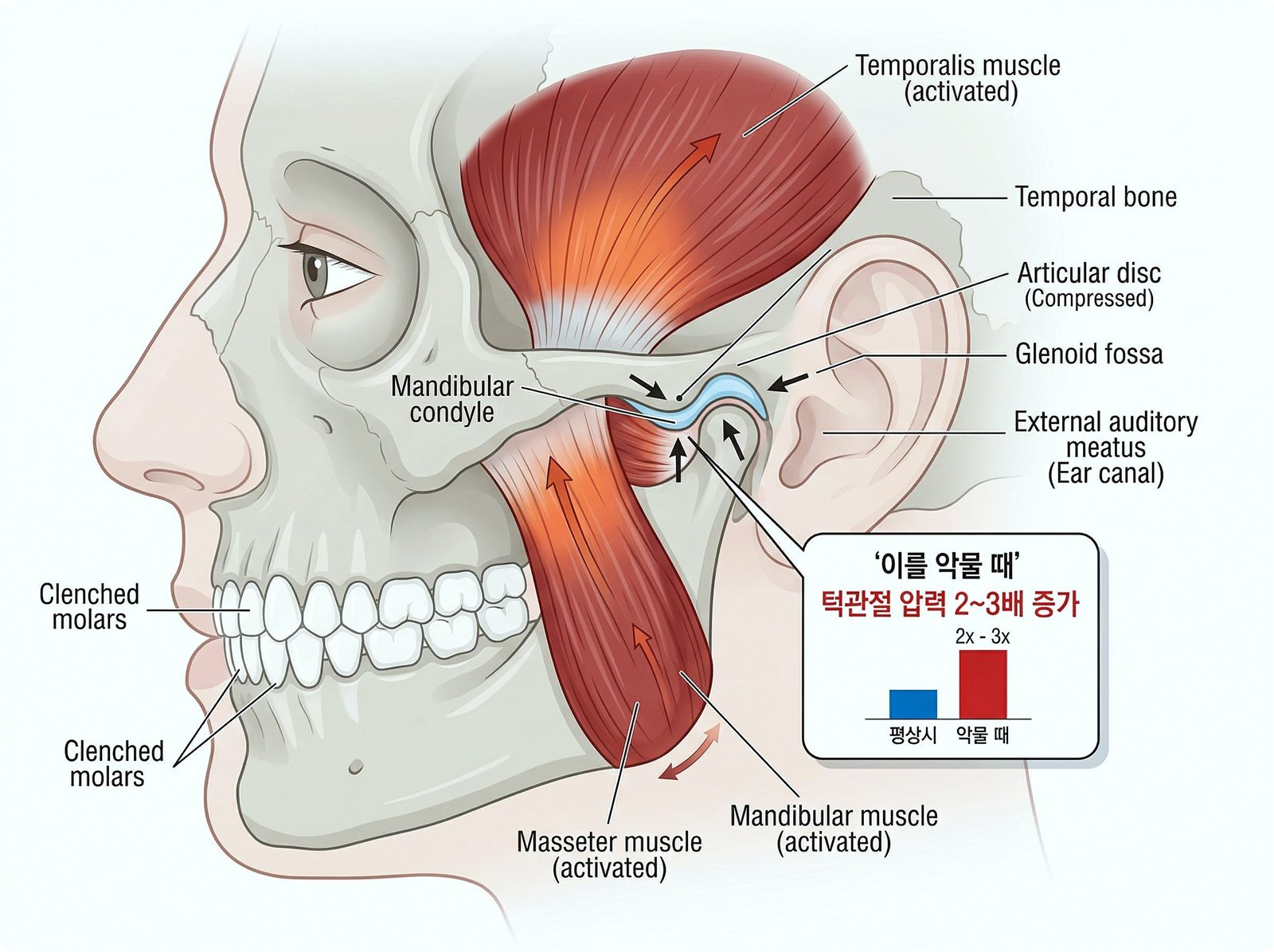 측두근과 교근 등 저작근의 구조